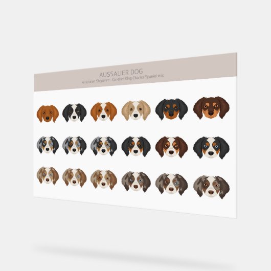 Mélange de chiens Aussaut (Angle)