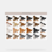 Mélange de chiens bernedoodle (Recto)