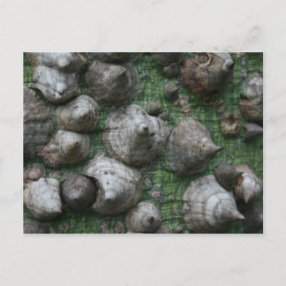 Melb. Botanische tuinen 1 Briefkaart