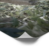 Melbourne - Koala in de oude gomboom Poster (Hoek)