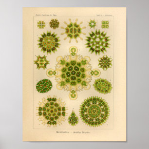  Melethallia Color Ernst Haeckel Art Print