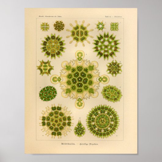  Melethallia Color Ernst Haeckel Art Print (Voorkant)