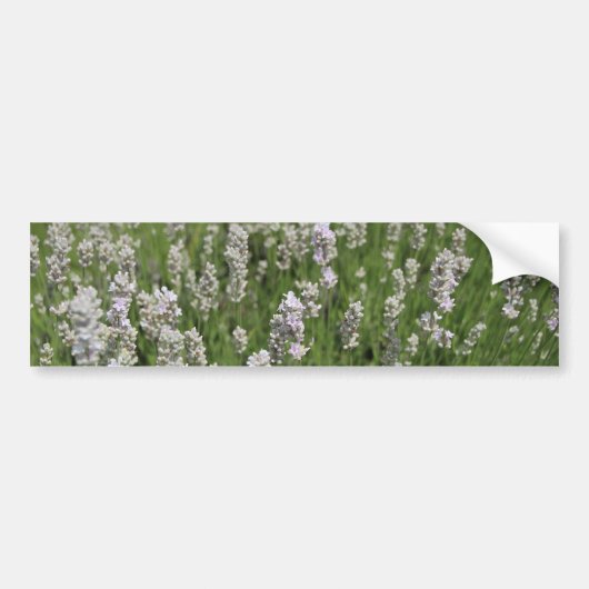 Melissa Lavender Bumpersticker (Voorkant)
