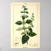 Melisse, Citroenmelisse (Melissa officinalis) Prin Poster (Voorkant)