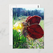 Melk in de Daffodils Briefkaart (Voorkant / Achterkant)