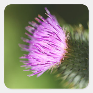 Melk Thistle Paarse Wilde Bloem Vierkante Sticker