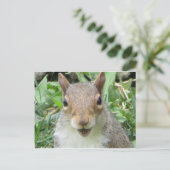 Melkeekhoorn Briefkaart (Staand voorkant)