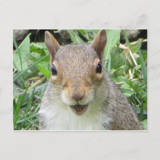 Melkeekhoorn Briefkaart (Voorkant)