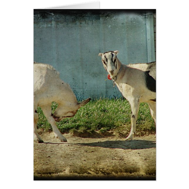 Melkgeiten (Voorkant)