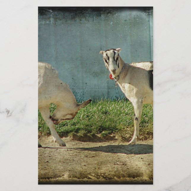 Melkgeiten (Voorkant)