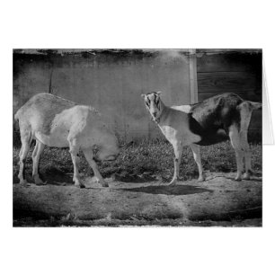 Melkgeiten in zwart-wit