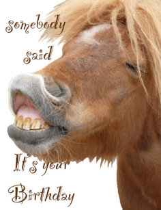 Paarden Humor Kaarten Zazzle Be