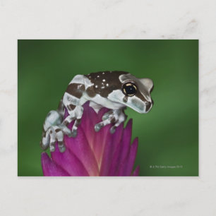 Melkkikker, Trachycephalus resinifictrix Briefkaart