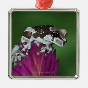 Melkkikker, Trachycephalus resinifictrix Metalen Ornament