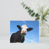 melkkoe briefkaart (Staand voorkant)