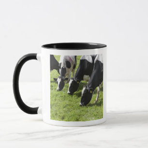Melkkoeien die grazen in grasland mok