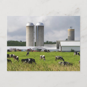 Melkkoeien en boerderij bij Taylor County Briefkaart