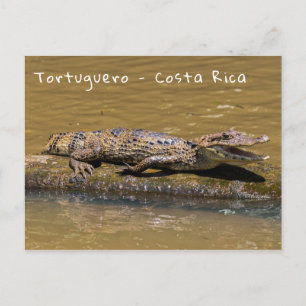 Melkkrokodil in Tortuguero - Costa Rica Briefkaart