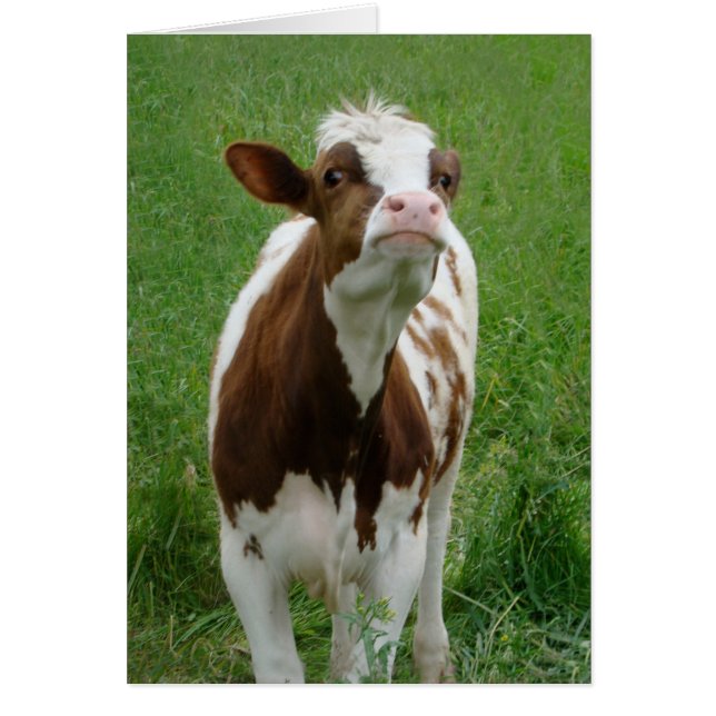 Melkmelk Koe op het Boerderij (Voorkant)