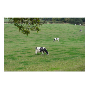 Melkvee op het Engelse platteland Foto Afdruk