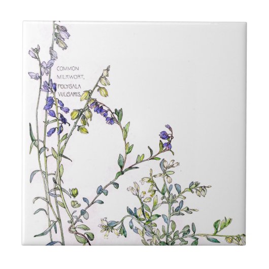 Melkwort Wildflower Flowers Tile Tegeltje (Voorkant)