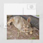 Mellow Bunny Briefkaart (Voorkant / Achterkant)