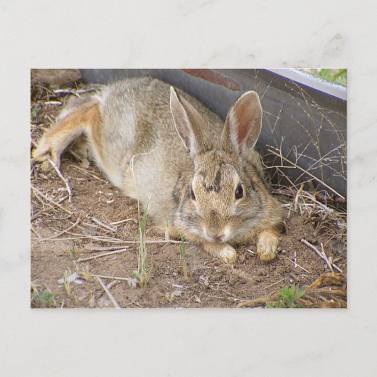 Mellow Bunny Briefkaart (Voorkant)