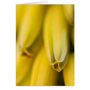 Mellow-Yellow Aloe