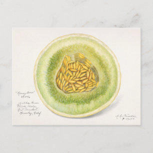 Meloen (Cucumis Melo) Waterverf van fruit Briefkaart