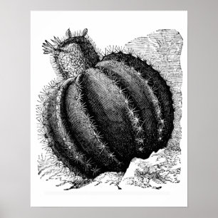 Meloncactus Poster