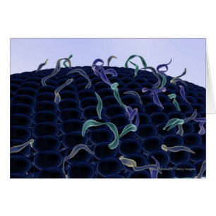 Membrane cellulaire magnifiée