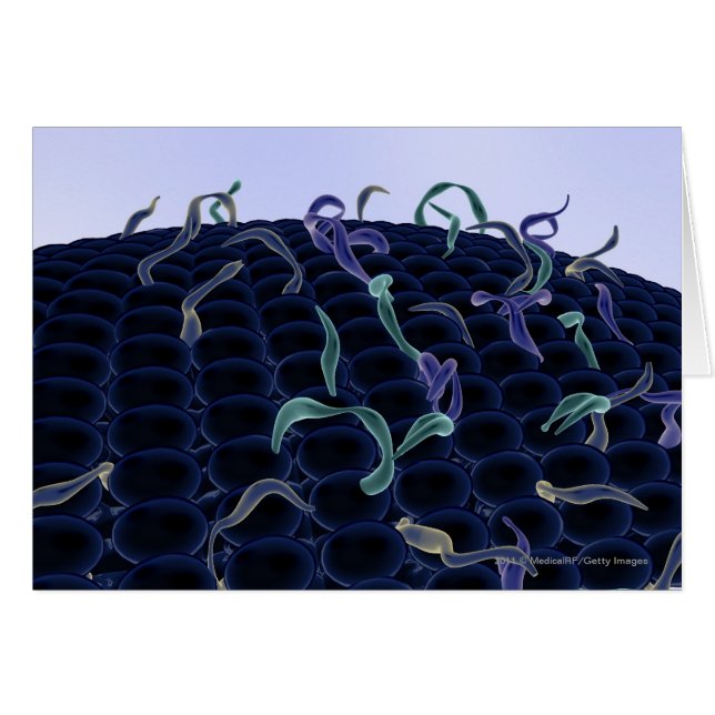 Membrane cellulaire magnifiée (Devant horizontal)