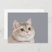 Mème de chat haletant sur carte postale (Devant / Derrière)