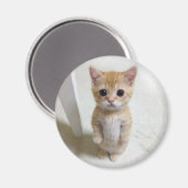 Mème de chat Magnet El Gato (Recto/Verso)
