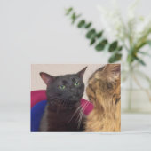 Mème de chat zoné carte postale (Debout devant)