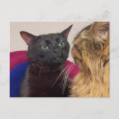 Mème de chat zoné carte postale (Devant)