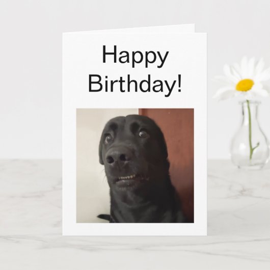 Mème de chien effrayé de carte pliée (Petite plante)