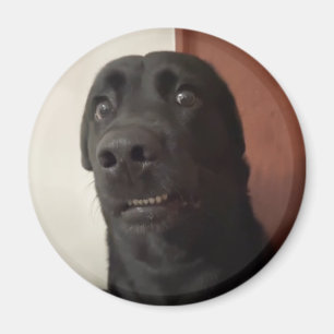 Mème de chien effrayé Magnet