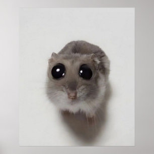 meme, hamster, hamster meme, droevige hamster, gra poster
