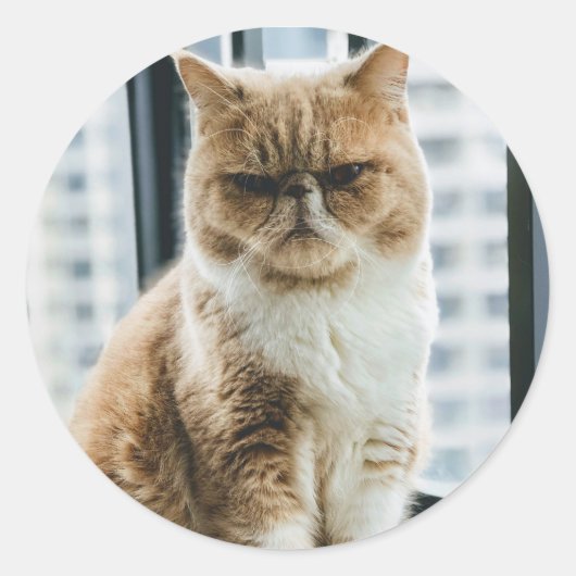 Meme Kat Ronde Sticker (Voorkant)