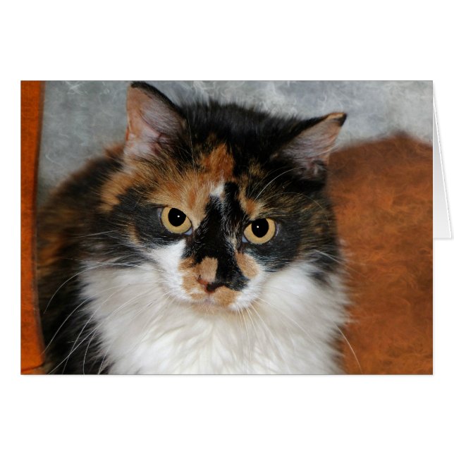 MeMeow (Devant horizontal)