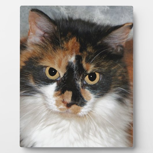 MeMeow Fotoplaat (Voorkant)