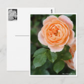 Mémoire Rosa Sunset : Carte postale (Devant / Derrière)