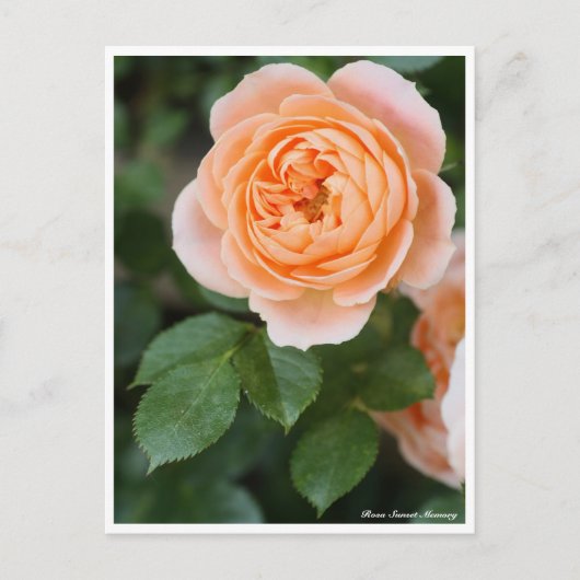 Mémoire Rosa Sunset : Carte postale (Devant)