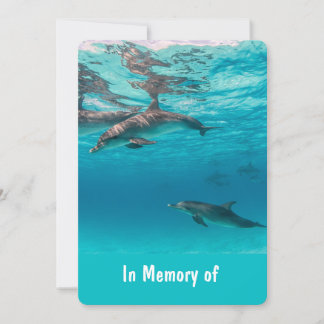 Memorial Service Noite Dolphins Onderwaterzee Kaart
