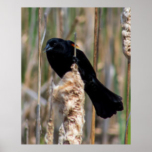 Meneer Blackbird Poster