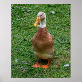 Meneer Eend Poster