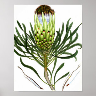 Mengsel Flora 601 print 1  poster voor botanische 