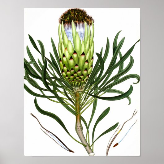 Mengsel Flora 601 print 1  poster voor botanische  (Voorkant)