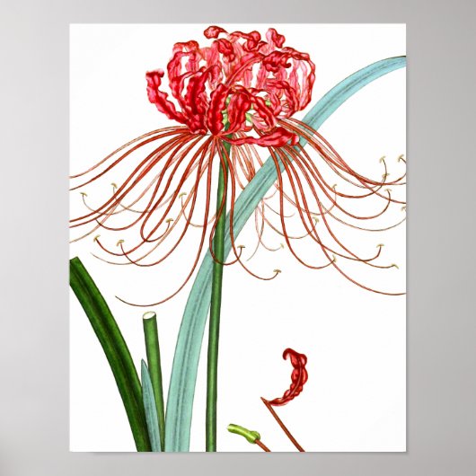Mengsel Flora 601 print #2 Rood-spinelLily bloem (Voorkant)